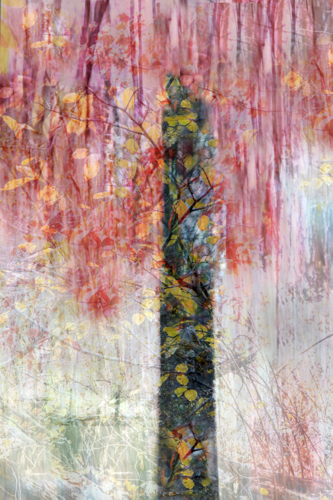 Luann Pero&nbsp;• <em>Falling Leaves</em>&nbsp;• Photograph&nbsp;• 18″×&nbsp;24″&nbsp;• $190.00