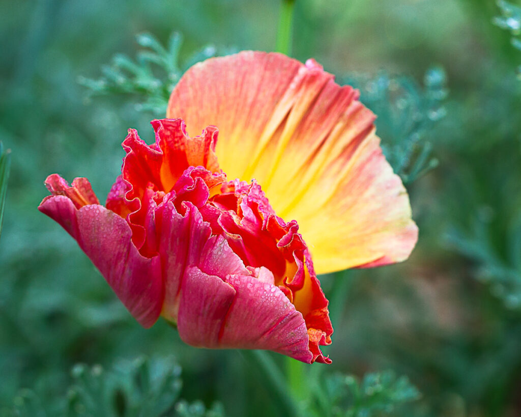 Kathleen M. Rasmussen&nbsp;• <em>Opening Clamshell <rm-font>(Eschscholzia californica &ldquo;Mission Bells&rdquo;)</rm-font></em>&nbsp;• Digital print&nbsp;• 20″×&nbsp;16″&nbsp;• $250.00
