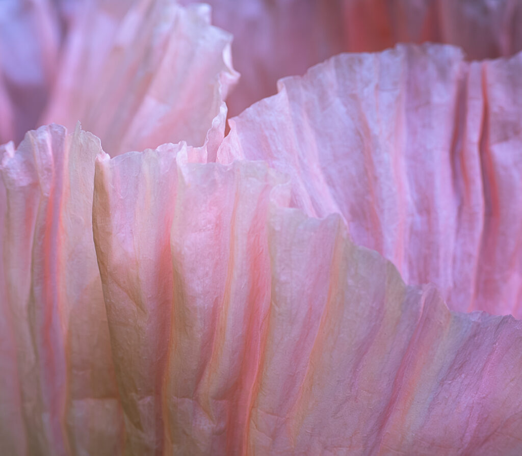 Kathleen M. Rasmussen&nbsp;• <em>Pleated <rm-font>(Papaver orientale &ldquo;Princess Victoria Louise&rdquo;)</rm-font></em>&nbsp;• Digital print&nbsp;• 20″×&nbsp;16″&nbsp;• $250.00