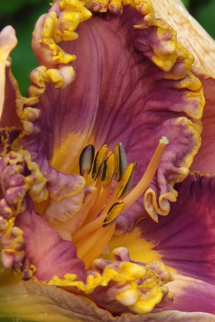 Nancy V. Ridenour&nbsp;• <em>Macro DayLily</em>&nbsp;• Digital image on canvas&nbsp;• 5″×&nbsp;22″&nbsp;• $24.00