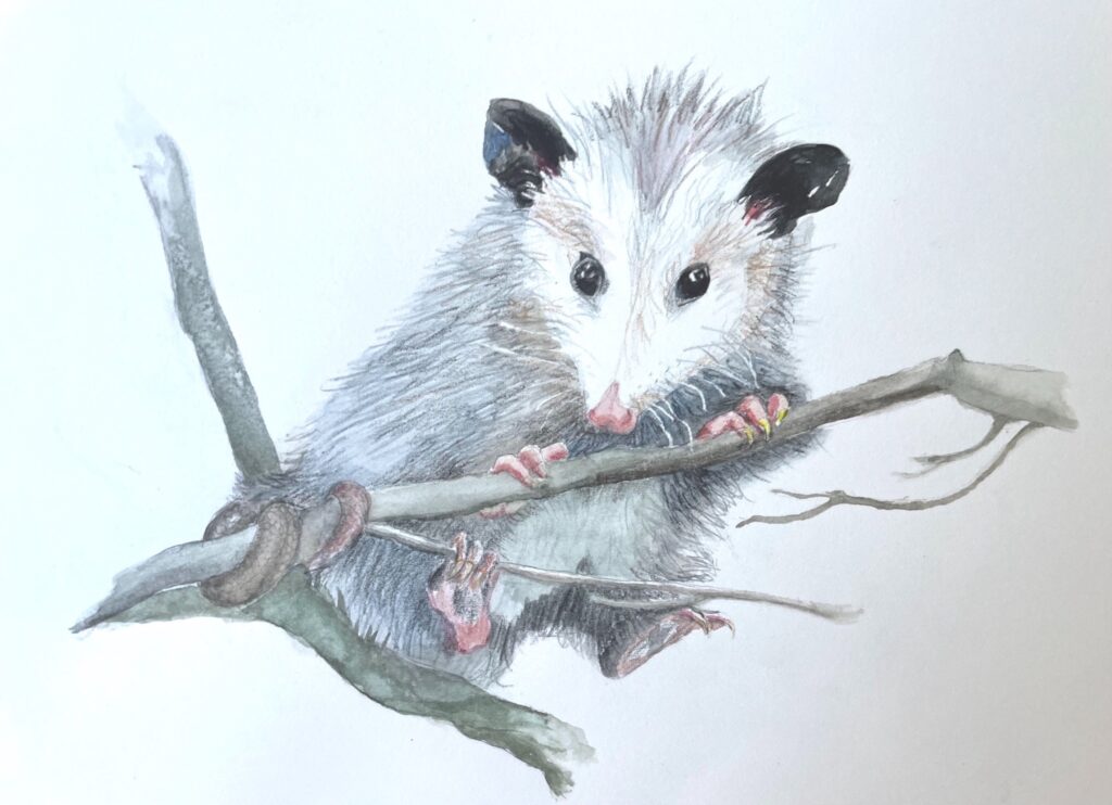 Marie Sanderson&nbsp;• <em>Misunderstood</em>&nbsp;• Watercolor and watercolor pencil on Arches hot press paper&nbsp;• 11″×&nbsp;8½″&nbsp;• $200.00