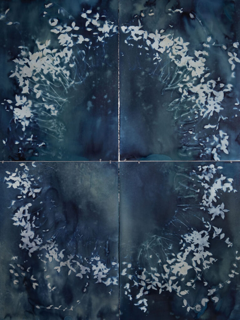 Christine Chin&nbsp;• <em>Invasive Species Cyanotype: Vinca Minor (Common Periwinkle, Creeping Myrtle)- Circle Facing Out</em>&nbsp;• Cyanotype photogram from original specimen&nbsp;• 44″×&nbsp;60″&nbsp;• $2,400.00