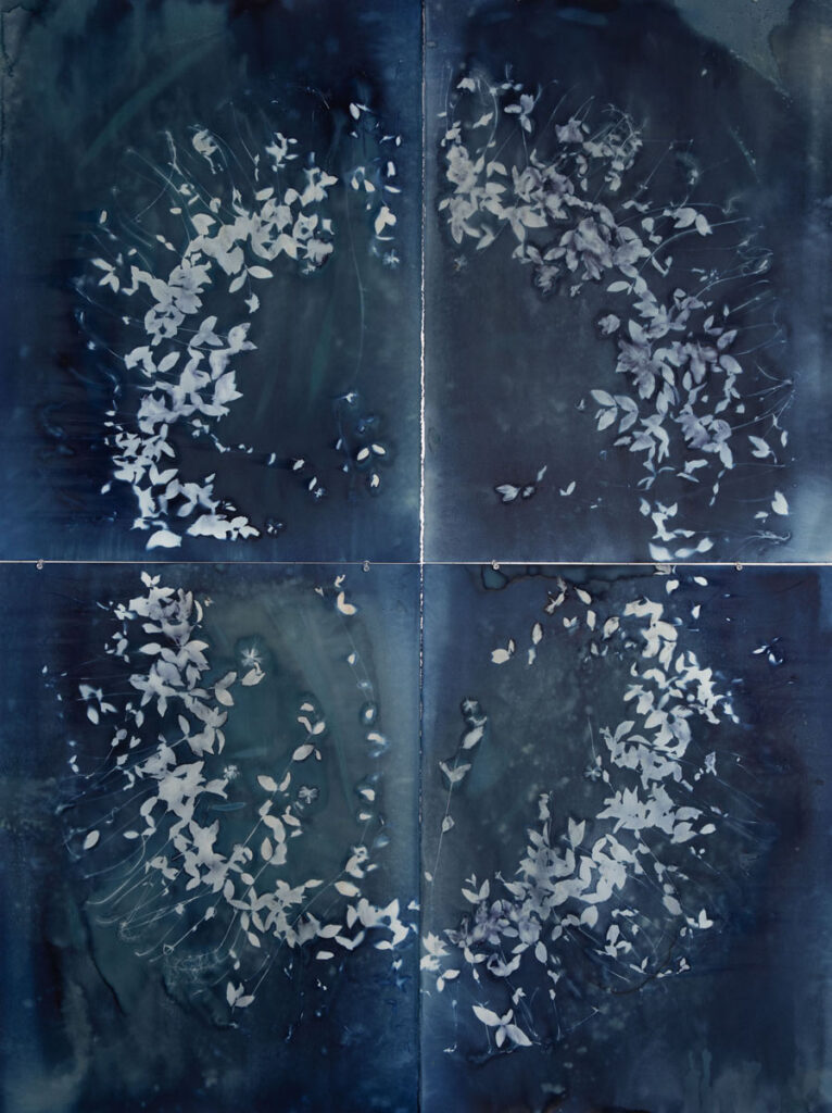 Christine Chin&nbsp;• <em>Invasive Species Cyanotype: Vinca Minor (Common Periwinkle, Creeping Myrtle)- Circle Facing In</em>&nbsp;• Cyanotype photogram from original specimen&nbsp;• 44″×&nbsp;60″&nbsp;• $2,400.00