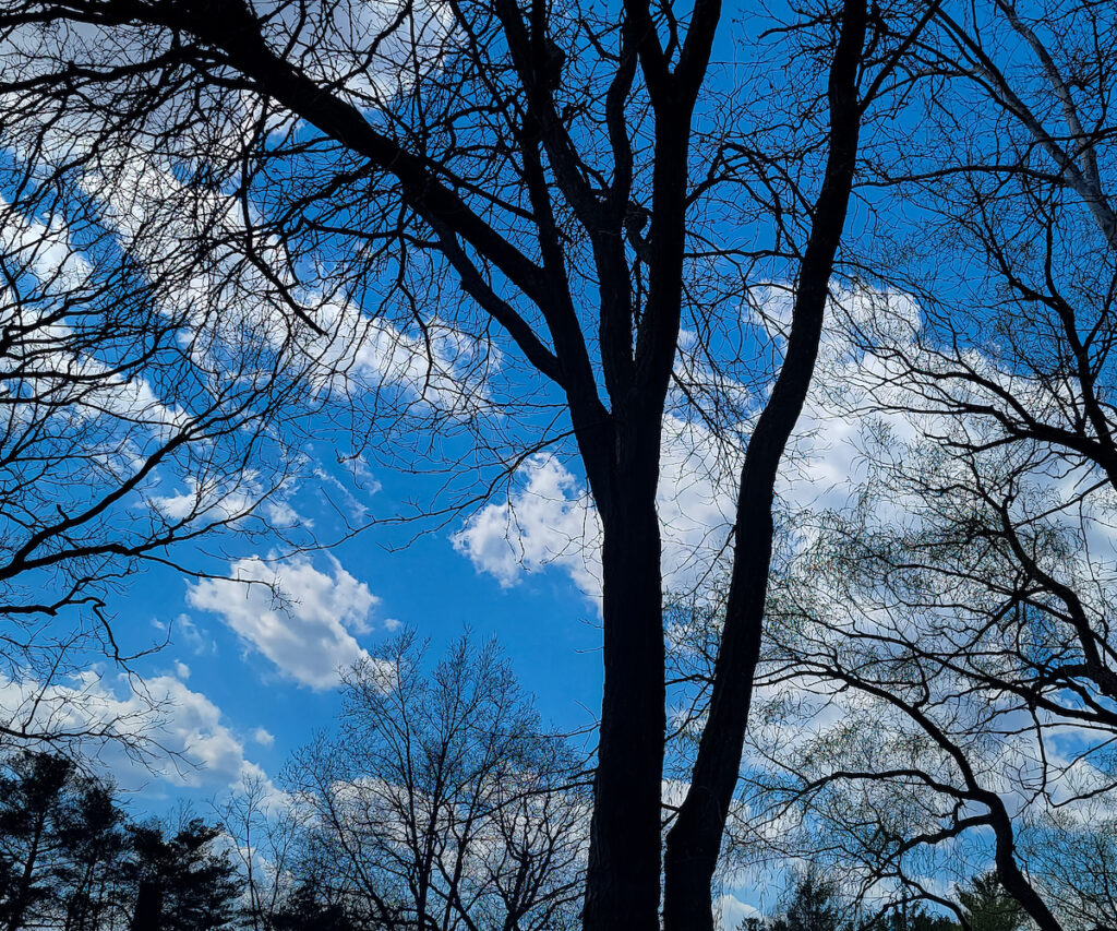 Nancy Ridenour&nbsp;• <em>Blue Skies</em>&nbsp;• Digital image on canvas&nbsp;• 24″×&nbsp;20″&nbsp;• $185.00