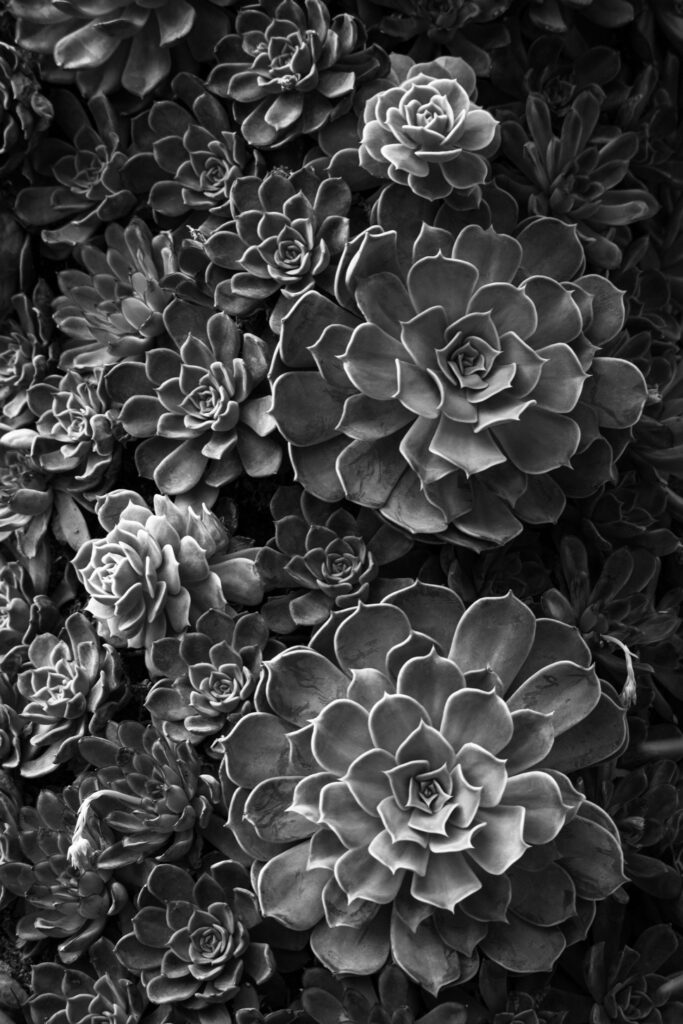 Kathleen Rasmussen&nbsp;• <em>Echeveria on a Pole</em>&nbsp;• Digital photographic print&nbsp;• 20″×&nbsp;26″&nbsp;• $250.00