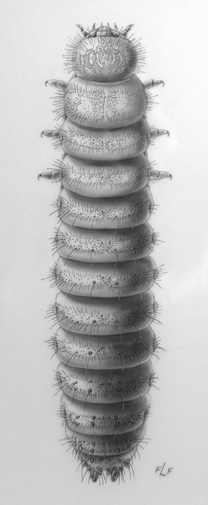 Frances L. Fawcett&nbsp;• <em>Erotylid larva #3</em>&nbsp;• Carbon dust on mylar film&nbsp;• 12″×&nbsp;18″&nbsp;• NFS