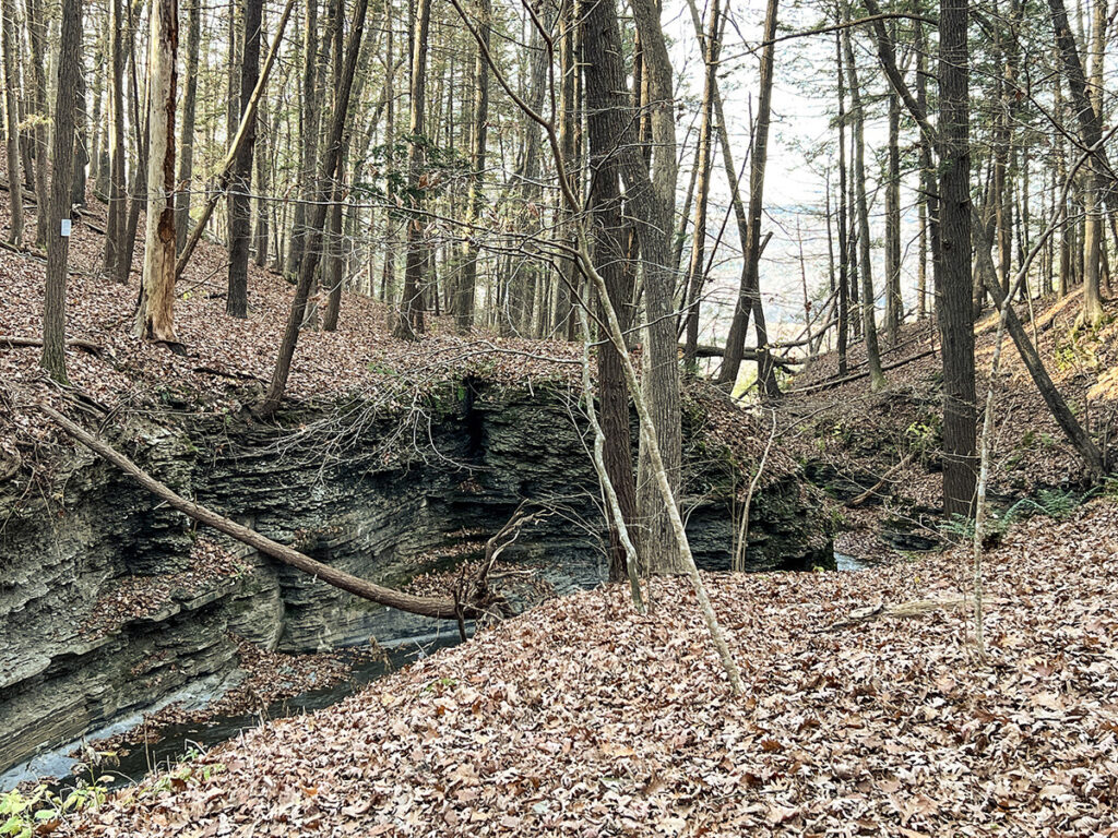 Eva M. Capobianco&nbsp;• <em>Gorge, Sweedler Nature Preserve, Finger Lakes Land Trust</em>&nbsp;• Digital print&nbsp;• 15″×&nbsp;12″&nbsp;• $125.00