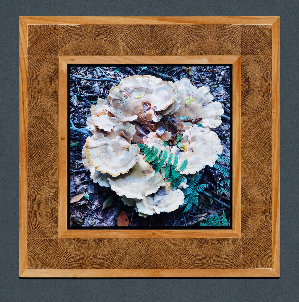 Eva M. Capobianco&nbsp;• <em>Map 6 - Berkeley's Polypore with Oak Inlays</em>&nbsp;• Photos, reused wood&nbsp;• 14½″×&nbsp;14½″×&nbsp;¾″&nbsp;• $375.00