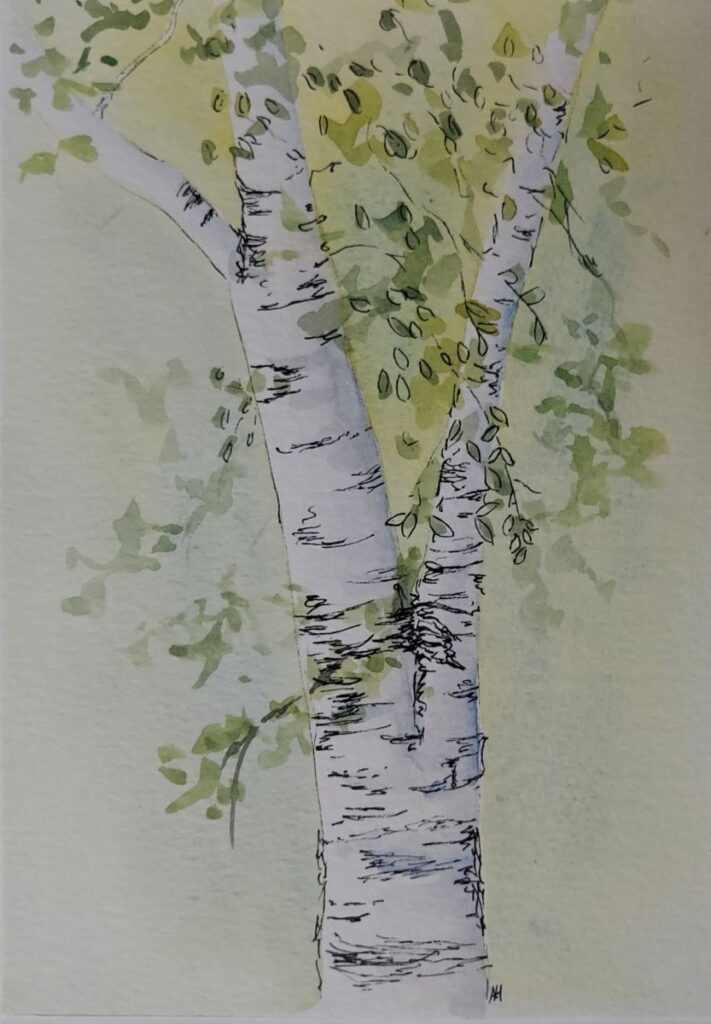 Annemiek Haralson&nbsp;• <em>Birch 2</em>&nbsp;• Ink and watercolor&nbsp;• 5″×&nbsp;7″&nbsp;• $75.00