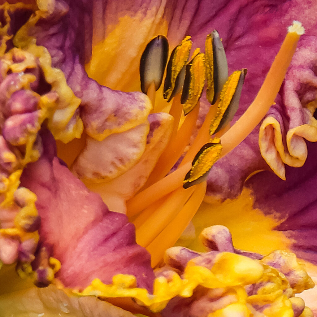 Nancy V. Ridenour&nbsp;• <em>Cultivar Day Lily</em>&nbsp;• Digital image on canvas&nbsp;• 8″×&nbsp;8″&nbsp;• $40.00<a class="purchase" href="https://state-of-the-art-gallery.square.site/product/nancy-v-ridenour-cultivar-day-lily/CXHCDQUGRA4C6SLOLDULPVKK" target="_blank">Buy</a>