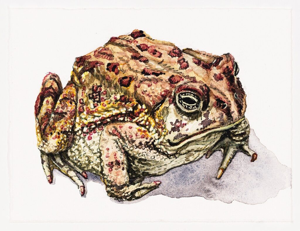 Dara Engler&nbsp;• <em>Toad</em>&nbsp;• Watercolor and colored pen on paper&nbsp;• 5½″×&nbsp;4¼″&nbsp;• $120.00<a class="purchase" href="https://state-of-the-art-gallery.square.site/product/dara-engler-toad/2DOZHHCCXYZJIDW3RNBVZX6R" target="_blank">Buy</a>
