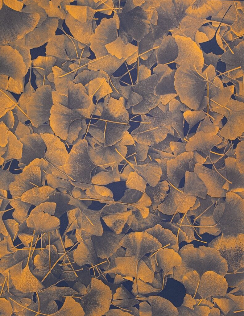 Lindsey Glover&nbsp;• <em>First Frost, Fallen Gingko Leaves</em>&nbsp;• Digital pigment print on Japanese washi paper&nbsp;• 17″×&nbsp;22″&nbsp;• $725.00<a class="purchase" href="https://state-of-the-art-gallery.square.site/product/lindsey-glover-first-frost-fallen-gingko-leaves/MDSJI57ON57JYOOJNVAPRSZA" target="_blank">Buy</a>