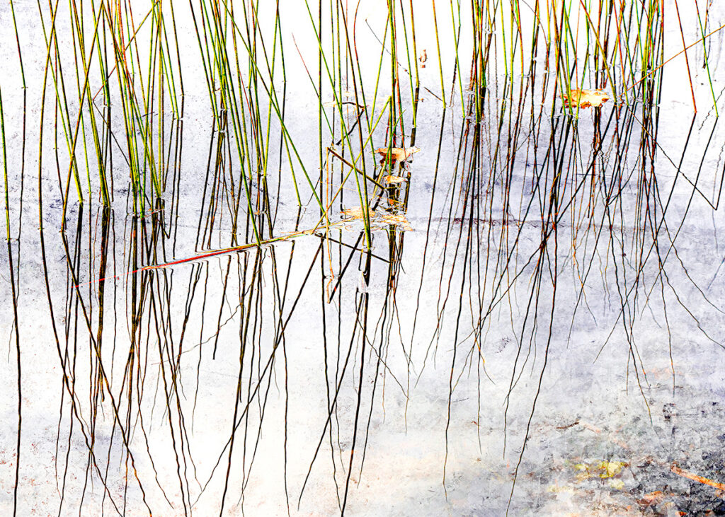 David Watkins&nbsp;• <em>Reeds and Reflected Sky</em>&nbsp;• Archival pigment print, framed and matted&nbsp;• 20″×&nbsp;16″&nbsp;• $215.00