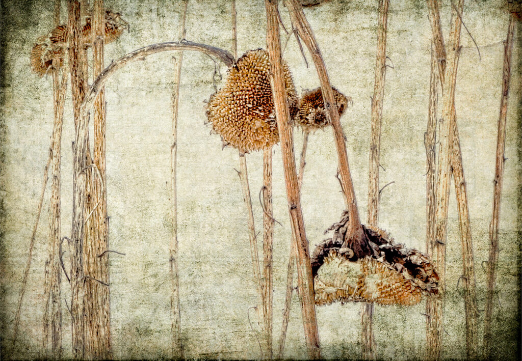 David Watkins&nbsp;• <em>Thistle be The Day that I Die</em>&nbsp;• Archival pigment print, framed and matted&nbsp;• 18″×&nbsp;14″&nbsp;• $185.00