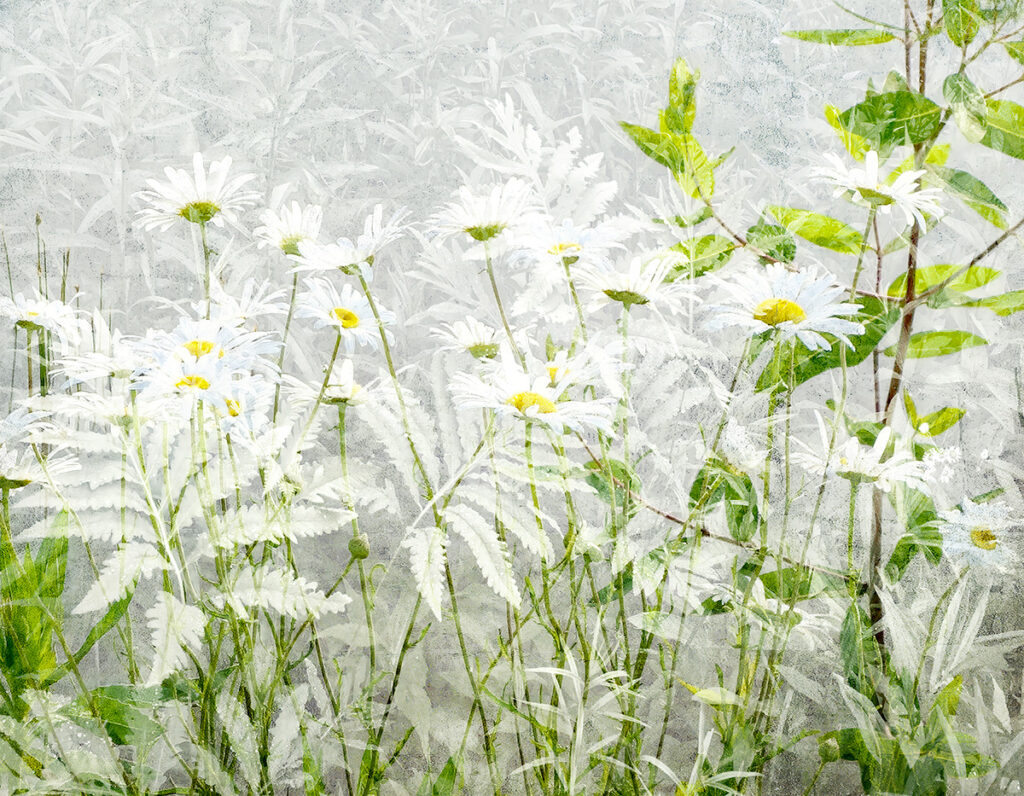 David Watkins&nbsp;• <em>Daisies on Ferns</em>&nbsp;• Archival pigment print, framed and matted&nbsp;• 24″×&nbsp;20″&nbsp;• $235.00