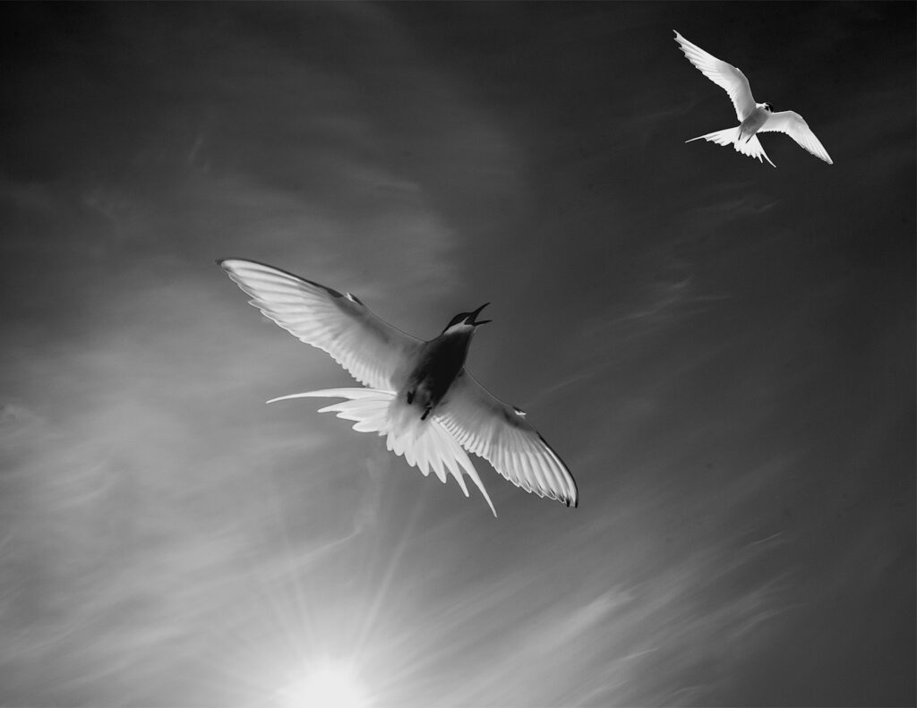 Jim Lassoie&nbsp;• <em>Beyond The Call</em>&nbsp;• Digital print&nbsp;• 20″×&nbsp;16″&nbsp;• $400.00